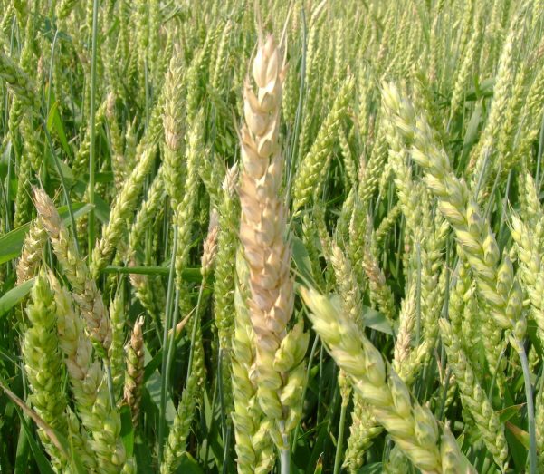  Grain Handling Equipment